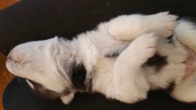 Щенок хаски воет смотреть онлайн