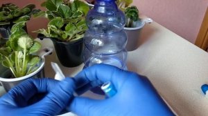 Фиалки. Входящая обработка для деток.