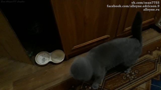Мой котенок скоттиш фолд Лапик ждет свой ужин.