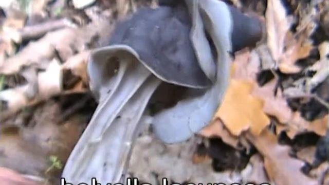 Helvella_lacunosa.mpeg
