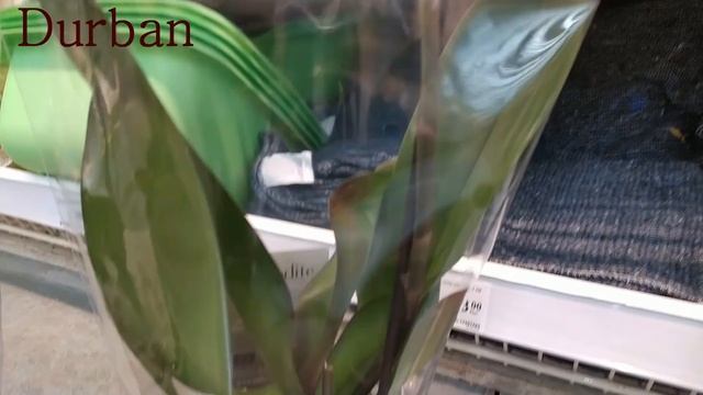 Обзор орхидей 24 января 2021 Леруа Мерлен Воронеж (Левый берег) смотреть онлайн