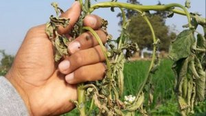 ГРИБКОВЫЕ заболевания картофеля Как спасти урожай?