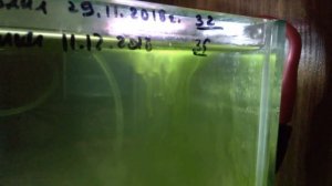 Что нового в 2019 году | Покажу тетраселмис | Возможно заведу стайных рыб, советуйте!