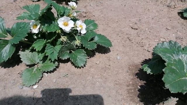 Я забыл что сегодня у меня День рождения #деревенскийтренд