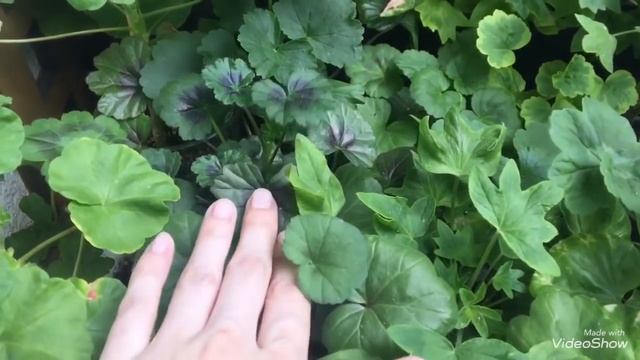 Цветущие сортовые пеларгонии. Размещение на балконе смотреть онлайн