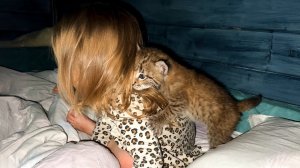РЫСЬ Ханна приютила чужого котенка / Сон с рысенком Умки