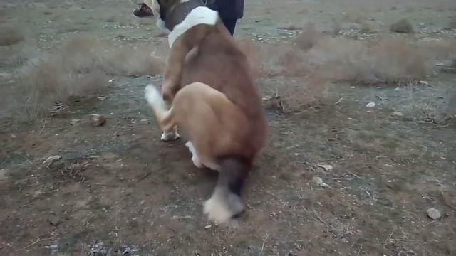 Балканабад Турнир Тест Испытаний обзор наших собак! Туркменский Алабай Central Asian Dogs Alabai