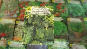 14 Скороспелые черношипые огурцы партенокарпики для теплиц