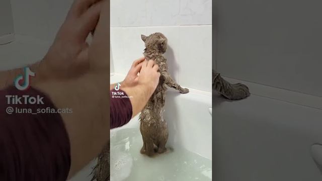 Нормально да Нормально
