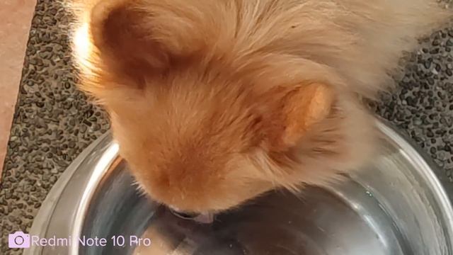 Xiaomi Redmi Note 10 Pro CAMERA vlog test! смотреть онлайн