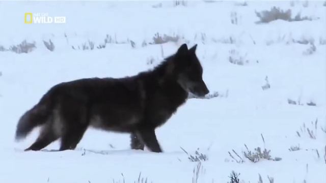 Супер хищник! Черные волки. ДОК. КИНО 2016