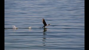 Камышин. Камышинка и Волга.