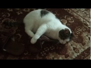 Мурза Тапкодрал