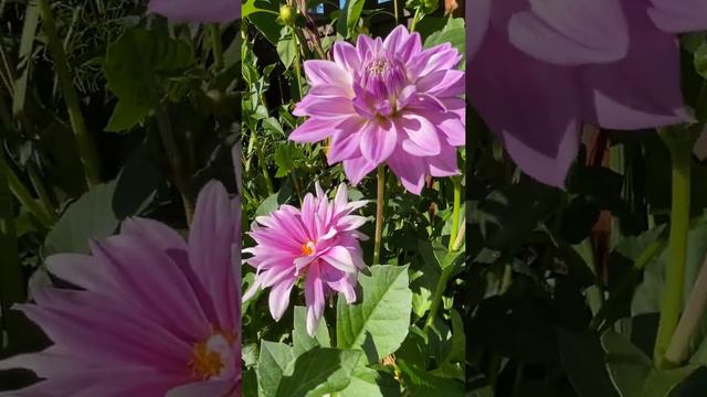 Lavender color dahlia & orange 🍊 color gladiolus flowers