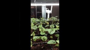 #Shorts Щавель прет как сумашедший. Микрозелень