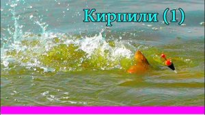 🐟 Ловля КАРПА на поплавок. Рыбалка. Река Кирпили, июль. Насадка- кукуруза.Удочки с дальним забросом