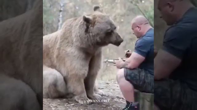 Милый мишка как заботится о животных смотреть онлайн