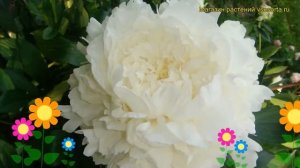 Пион молочноцветковый Миссис Ж.В.Эдлунд. Краткий обзор, описание paeonia lactiflora Mrs. J.V. Edlun