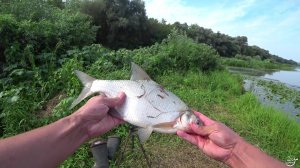 РЫБАЛКА на донки р.ДОН. Август 2022.