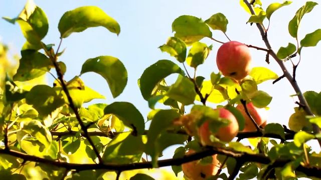 Осенний урожай Яблони в лесу | Футажи красивая природа [FullHD]