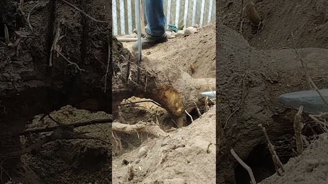 Пилю корни облепихи .Бензопила ECHO- Супер! смотреть онлайн