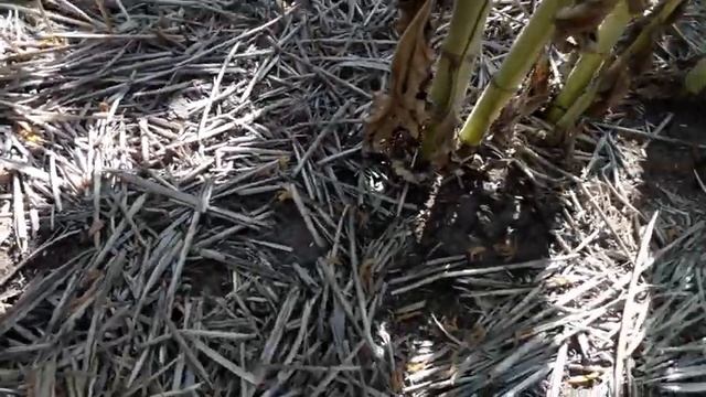 Подсолнечник No-Till в засуху: сплошной посев VS широкорядный