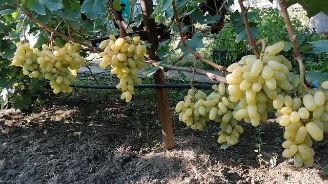 Виноград Алинка(Олейник В.) виноградник Король В. Н. г.Краснодар 2023год смотреть онлайн