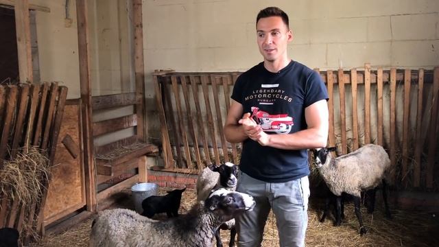 Романовская овца | Окот овец и уход за ягнятами смотреть онлайн