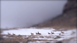 Снежный барс - среда обитания