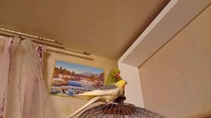 попугайная дружба