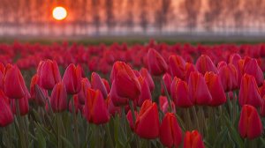 Ты знаешь, что душа имеет цвет?