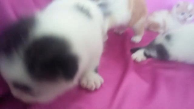 Шотландские котята продажа
