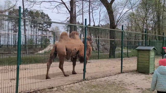 Горешник (Орешник) - Park Górecznik смотреть онлайн