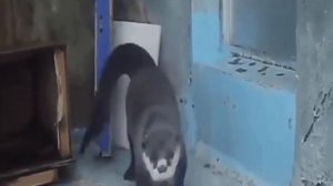 Выдра танцует под Bad to the Bonehead - я русский