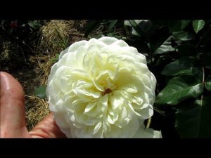 РОЗЫ ПЕРВОГОДКИ ИЗ ПИТОМНИКА ЗВЯГИНЦЕВЫХ.