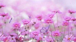 Бабочки. Цветы. Футаж.