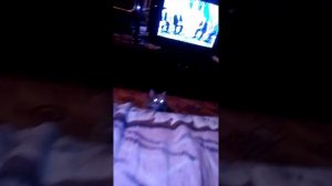 Злой, голодный кот :D