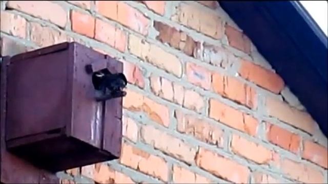 Скворцы поселились в скворечнике