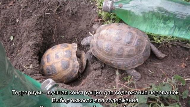 Среднеазиатская черепаха — уход и содержание дома