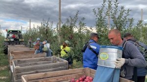 Сбор яблок сорта Джеромини