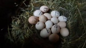 как посадить курицу на яйца