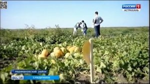 О появлении нового карантинного вредителя бахчевых - дынной мухи в Астраханской .mp4