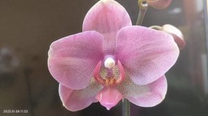 Фаленопсис Freckle Bird. Первое домашнее цветение. 08.01.2023.