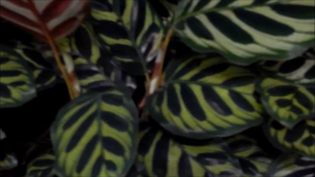 CALATHEAS смотреть онлайн