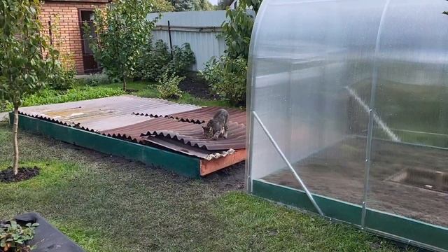 Теплицу закончили, грядка готова, можно садить чеснок)) #дача #теплица смотреть онлайн