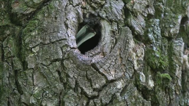 Синица Б 160527 1 в дупле Одна за другой видно птенцов смотреть онлайн