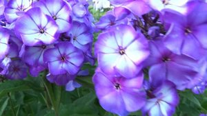 Флокс метельчатый Свит Саммэ Фэнтэзи - Sweet Summer Fantasy - Автор: не определено