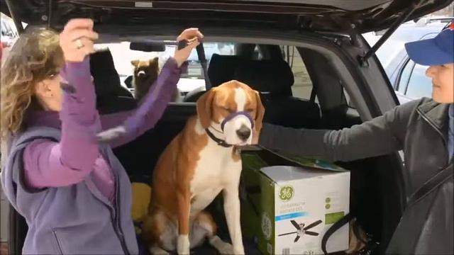 AK9 Dog training Gear Awesome K9 Ottawa, Ontario, Canada смотреть онлайн