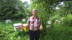 1 Почему мои пчёлы не роятся 2 Почему я оставляю один маточник? Пасека Лаврова.