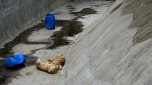 Азиатский лев Московский зоопарк The Asiatic lion Moscow zoo 亞洲獅 एक शेर ライオン 一隻獅子 أسد 사자 أسد